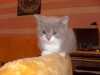 Nabízím poslední britskou bicolor kočičku bez PP narozenou 1.5.  Kočička je odčervená, naučená na kočičí WC, chovaná v bytě s malými dětmi. K odběru inhed. 