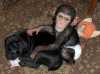 drahé dítě šimpanz