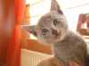 Chovatelská stanice Saint Bleu, CZ prodá poslední dva vymazlené kocourky ruské modré kočky s PP - LEVNĚ! 4. května 2013 se nám narodila koťátka - vrh 