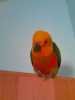 Prodám papouška Aratinga Jandaj za registrovaného chovu, 6 měs.starý, zdravý, veselý, zábavný, ochocený, naučený chodit na ruku.
Cena papouška 2000 Kč, s klecí 3000 Kč.
ZDARMA krmivo, hračky, misky, vitaminy.