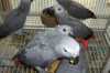 Africké šedé papoušci na prode
