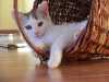 Darujeme krásné bílé koťátko s mourovatými flíčky. Kočička je narozena 22.6. a už netrpělivě čeká na nový domov. Je mazlivá, hravá, čistotná, zvyklá na děti, 2x odčervená, umí chodit na kočkolit. Semčice. Mladoboleslavsko.