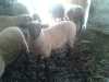 Prodám krásnou jehničku masného plemene suffolk. Jehničce je 6 měsíců, je statná, velká a má výborný předpoklad k chovu. 