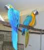  Modrá a zlatá papoušek ptáků 