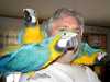 Vánocní zlaté a modré papoušek papo