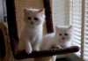 Dvě roztomilé a krásné ragdoll koťata hledají nový domov jsou dobře vyškoleni, pokud zúčastněná kontakt pro více informací.

