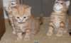 Britská koťátka červená mramorovaná s PP po velmi kvalitních rodičích ( IC, GIC) do chovu i na atraktivního mazlíka. Koťátka jsou vymazlená, naučená na kočičí toaletu , kompletně očkovaná a odčervená. K odběru koncem prosince. Nezávazná návštěva možná a vítaná