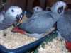 Africké šedé papoušci na prodej 