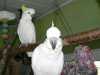 Kakadu papoušci pro prodej