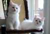 Oni dva jsou koťata se pro adotion všem zainteresovaným domácnosti by měli kontaktovat pro více informací, které jsou jeden muž a jedna žena,

