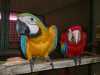 modrá a zlatá papoušek papoušci