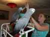 2 Africké šedé papoušci na prodej