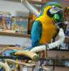 modrá a zlatá papoušek papoušci pro