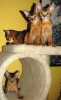 Chovatelská stanice nabízí divoce zbarvená habešská koťátka s PP. Dva kocourky a dvě kočičky. Koťátka budou očkovaná, odčervená a naučená hygienickým potřebám. Jejich odběr bude možný koncem února. 