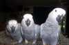 Pár papoušků šedých Kongo