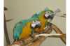  papoušci, kteří hledají nový domov