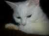 12.3. V odpoledních hodinách se v Nové Roli na Karlovarsku ztratila kočička. Celá bílá, oranžové oči, hodně povídá. Je kastrovaná, čipovaná a HLUCHÁ!!!! 
Prosím pomozte mi ji najít. Za každou informaci budu vděčná.

Děkuji Blažková