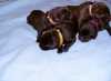 Nabízíme čokoládová štěňátka labradora s průkazem původu. K odběru v polovině května. Více informací na webu CHS Bohemia Angel.