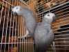 rozkošný africké šedá papoušci 