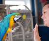 Zlatá A Modrá Papoušek papoušci pro prodej budou prichází se všemi dokumentu a nekteré hrací hracky, které jsou velmi zdravé a silné, jak mužete videt na fotkách pro více informací a fotografie   