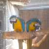 sladké papoušek papoušci hledají no