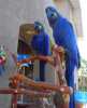 Mám zlaté a modré papoušek deti na prodej oba jsou velmi sladké Ptáci chovaní v okolí rodinných deti psy atd. a daných mnoho pozornosti, aby se dobre socializované ptáci již vykazují jejich roztomilé osobnosti kontaktovat pro bližší informace a obrázky  