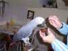 Krásna Africké šedé papoušci pro pr
