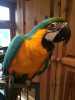 Jsme dvě modré a zlaté papoušci papoušek na prodej. Oni je 14 měsíců starý, zdravý s bezplatným klece, kontaktujte nás pro více informací