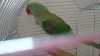 Prodám papouška Alexandra Velikého, roční samec, okrouzkovany, cena dohodou...Spěchá!!! 