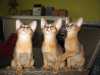 Chovatelská stanice nabízí tři divoce zbarvené habešské kočičky s PP určené na mazlíka. Očkování, odčervení a hygienické návyky jsou samozřejmostí. Koťátka budou k odběru v druhé polovině února.
