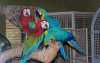 roztomilý papoušci k dispozici   
