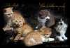 Prodám britského kocourka a kočičku v barvě červené. Typové, umazlené - vrh - T1- k odběru od 20.10.2015
Vrh - U1 - britského čokoládového bikolorka a britského čokoládového bikolorka dlouhosrstého s fantastickou povahou.Kočičku v barvě červená bikolorka,k odběru od 20.11.2015
Každé koťátko má svou samostatnou stránku s aktuálními fotkami a video - více na našich stránkách