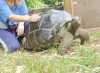Krásný obří Aldabra želva na prodej