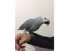 Dětská Papoušek šedý