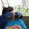 Mam oba Samci A Samice Hyacint papoušek papoušci pro prodej Papoušci jsou aktuální informace o všech záběrů, vet zkontrolovat, vakcín, rodokmen, mikročip a všech ostatních zdravotnických dokumentů prosím kontaktujte nás vice informaci a fotografie