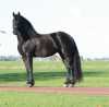 Frisianský kůň, krásná 4 letá kobyl