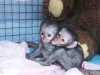 Samec a Samicka Ockované Kapucínský opice pro prodej pro více informací a fotografie kontaktujte nás 