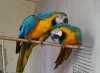 Ockované Ara Ararauna papoušek pro prodej pro více informací a fotografie kontaktujte nás