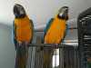 Ockované Ara Ararauna papoušci  pro prodej pro více informací a fotografie kontaktujte nás ( malisovapetraa@seznam.cz)