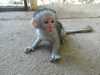 Ockované Kapucínský opice pro prode