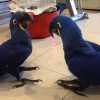 Krásné mluvení modré papoušky s kle