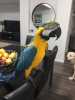 Talking Blue And Gold Macaws Parrot