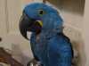 Modrý Ara papoušky na prodej
