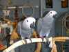 Nabídka Žako Africké šedé papoušci