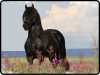 Černá Krásná morganská kráva, kůň n