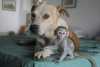 Ockované Kapucínský opice dostupný pro více informací a fotografie kontaktujte nás ( MartinaKrizovaa@seznam.cz ) 
