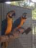 Dostupný Ockované Ara Ararauna papoušci  testy DNA, APV a PBFD ,CITES- povinné doklady pro více informací a fotografie kontaktujte nás (   jiri-rek@seznam.cz ) 
 