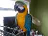 Samicku a samec Ockované  Ara Ararauna papoušci pro více informací a fotografie kontaktujte ( katerinadanelka@seznam.cz )
 