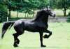 Všechny černé koně elegantní fríská