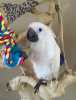 Nabídka  kakadu papoušci